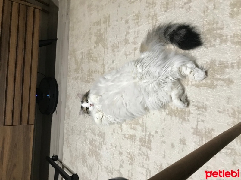 Tekir Kedi, Kedi  Köpük fotoğrafı