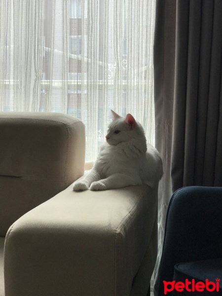 Van Kedisi, Kedi  Pirinç fotoğrafı