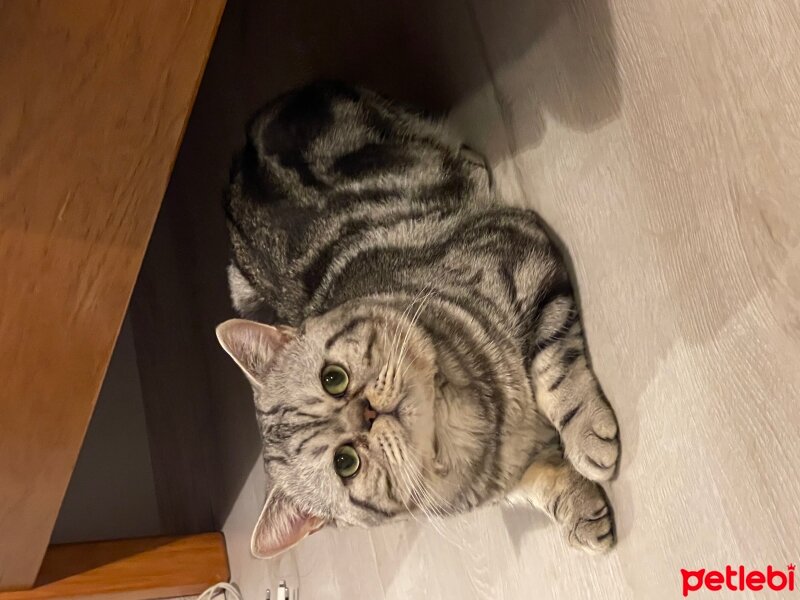 British Shorthair, Kedi  Çakıl fotoğrafı