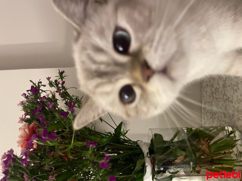 British Shorthair, Kedi  Çiko fotoğrafı