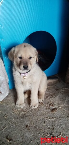 Kangal, Köpek  ARES fotoğrafı