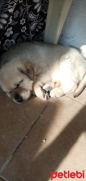 Kangal, Köpek  ARES fotoğrafı