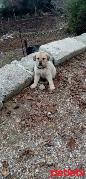 Kangal, Köpek  ARES fotoğrafı