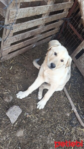 Kangal, Köpek  ARES fotoğrafı