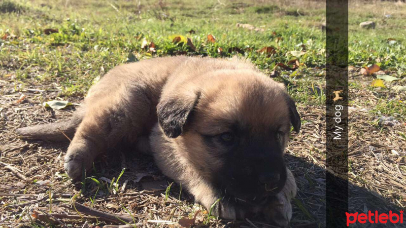 Kangal, Köpek  Zeytin fotoğrafı