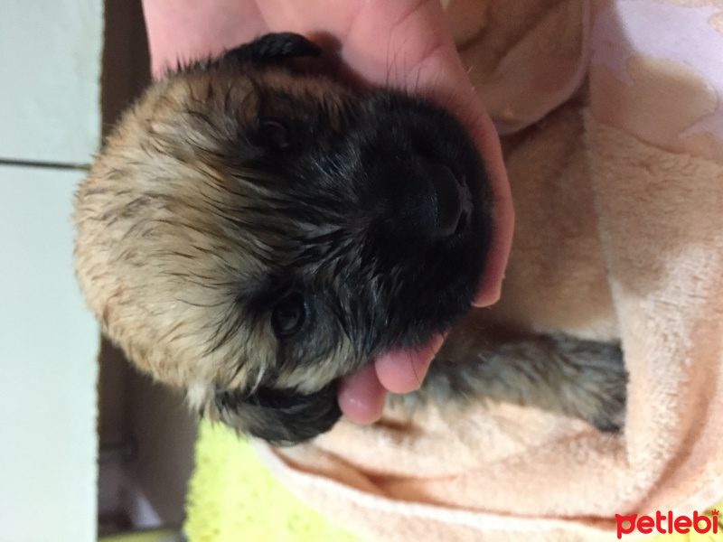 Kangal, Köpek  Zeytin fotoğrafı