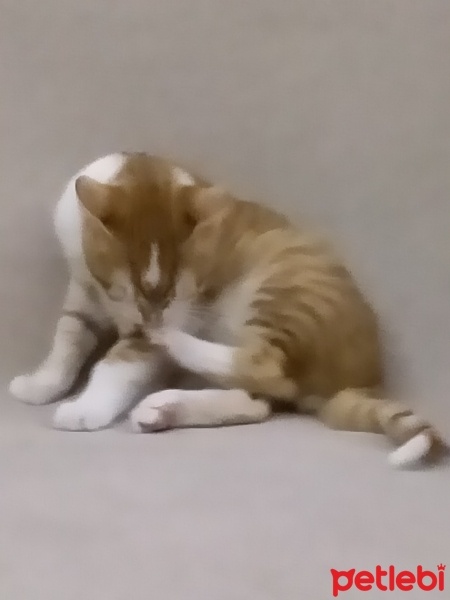 Tekir Kedi, Kedi  Tarçın fotoğrafı