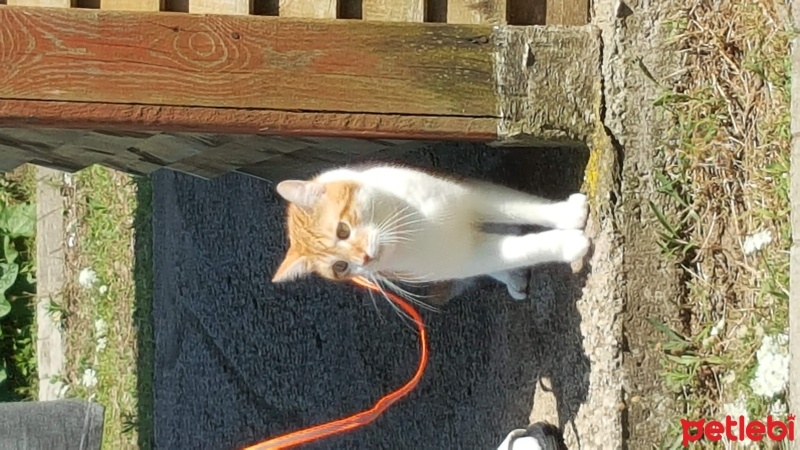 Tekir Kedi, Kedi  Mesut fotoğrafı