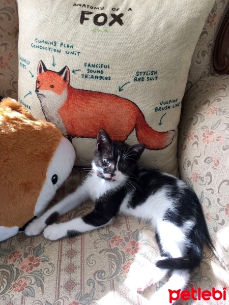 Tekir Kedi, Kedi  Şesu fotoğrafı