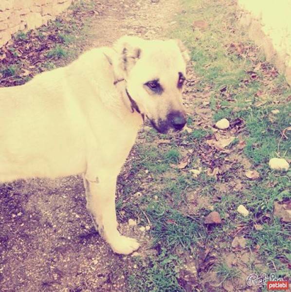 Kangal, Köpek  Yaman fotoğrafı