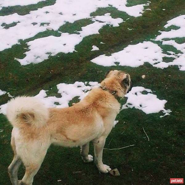 Kangal, Köpek  Yaman fotoğrafı