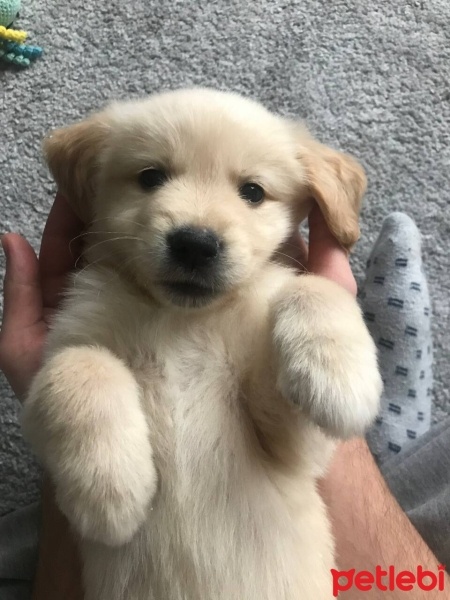 Golden Retriever, Köpek  Phoenix fotoğrafı