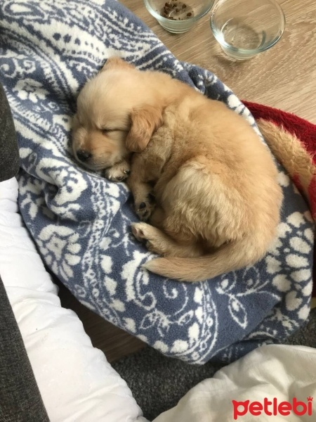 Golden Retriever, Köpek  Phoenix fotoğrafı