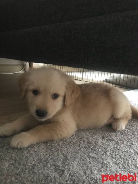 Golden Retriever, Köpek  Phoenix fotoğrafı