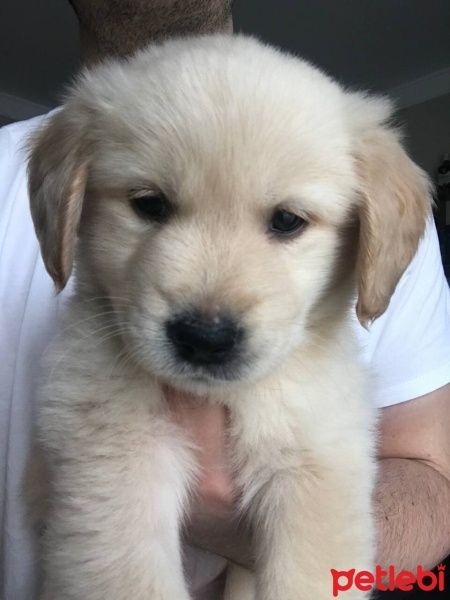 Golden Retriever, Köpek  Phoenix fotoğrafı