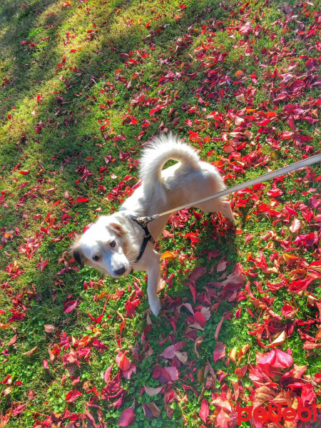 Jack Russell Terrier, Köpek  Schnucki fotoğrafı