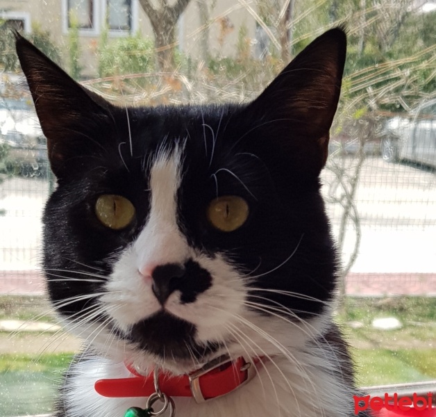 Tekir Kedi, Kedi  PONÇİK fotoğrafı