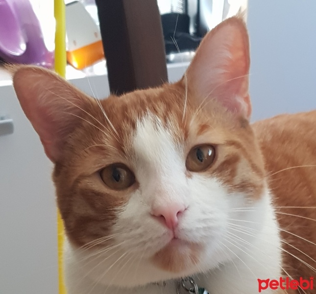 Sarman, Kedi  REFLÜ fotoğrafı