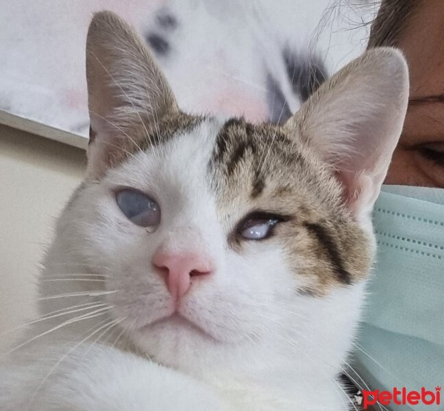 Tekir Kedi, Kedi  SPAK fotoğrafı