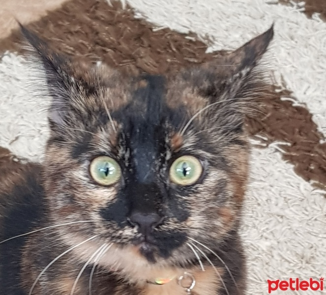 Tekir Kedi, Kedi  UHURA fotoğrafı