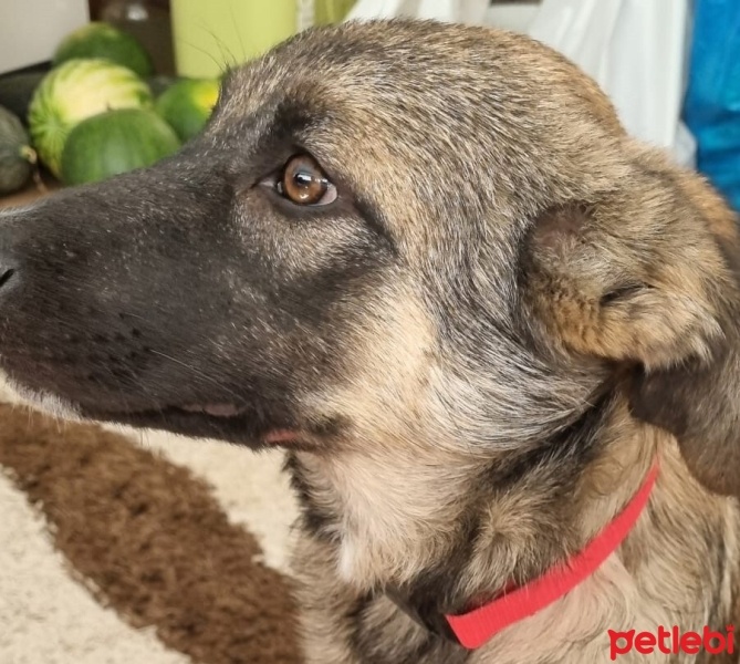 Alman Çoban Köpeği, Köpek  ZEUS fotoğrafı