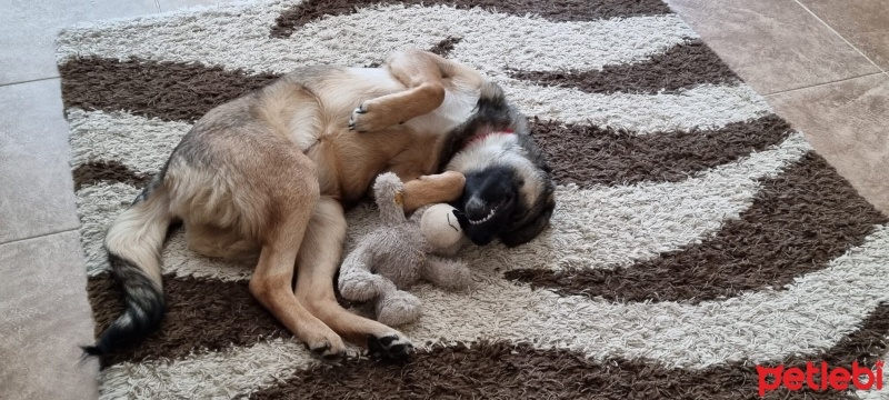 Alman Çoban Köpeği, Köpek  ZEUS fotoğrafı