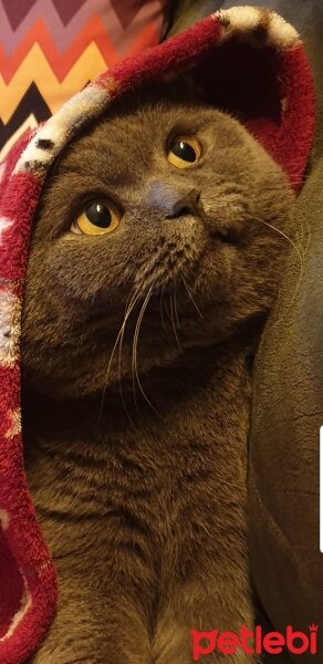 Scottish Fold, Kedi  Ferit fotoğrafı