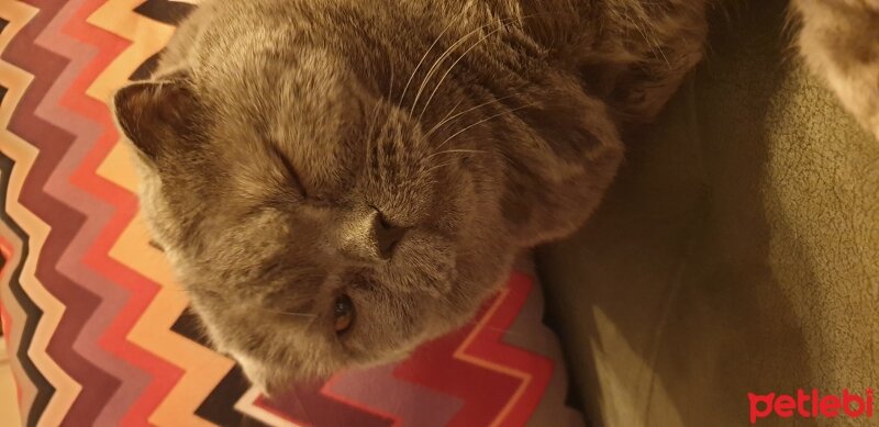 Scottish Fold, Kedi  Ferit fotoğrafı