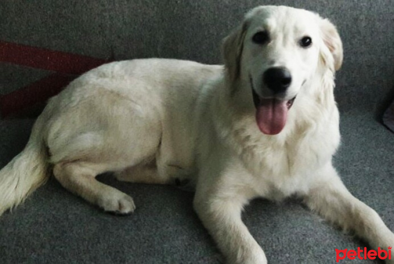 Golden Retriever, Köpek  Arya fotoğrafı