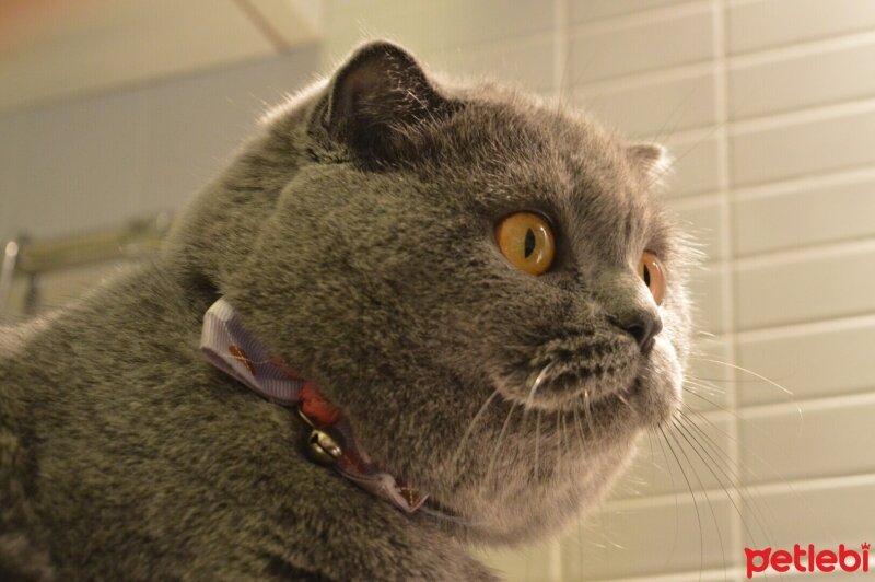 Scottish Fold, Kedi  Asuman fotoğrafı