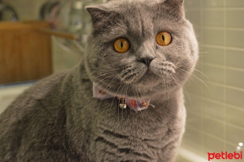 Scottish Fold, Kedi  Asuman fotoğrafı