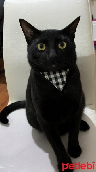 Tekir Kedi, Kedi  GÖLGE fotoğrafı