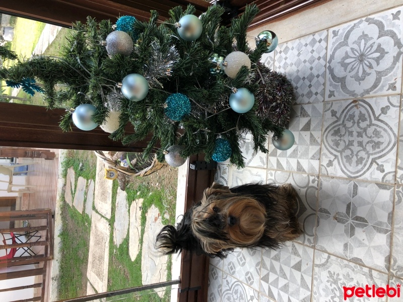 Yorkshire Terrier, Köpek  Snoopy fotoğrafı