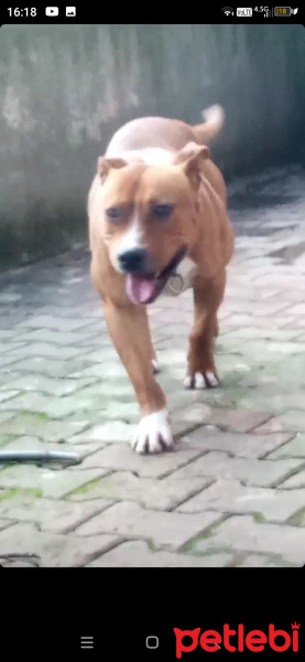 Amerikan Pitbull Terrier, Köpek  Paşa fotoğrafı