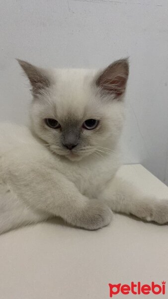 British Shorthair, Kedi  Kral fotoğrafı