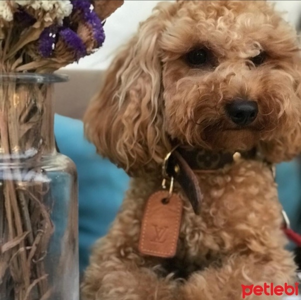 Poodle(Standart Kaniş), Köpek  Kırpık fotoğrafı