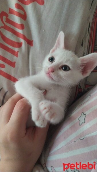 Van Kedisi, Kedi  Saf kan Van kedisi fotoğrafı