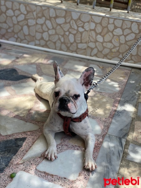 Fransız Bulldog, Köpek  Hera fotoğrafı