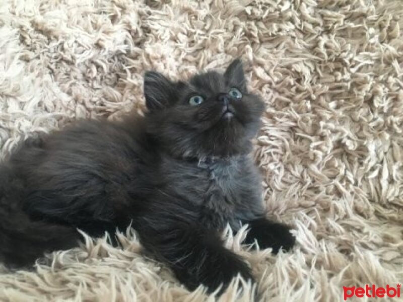 British Longhair, Kedi  Leo fotoğrafı