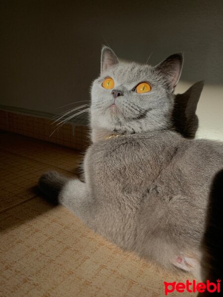 British Shorthair, Kedi  Mila fotoğrafı