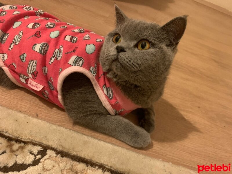 British Shorthair, Kedi  Mila fotoğrafı