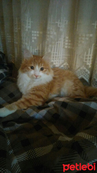 Oriental Longhair, Kedi  Paşa fotoğrafı