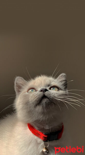 British Shorthair, Kedi  Leo fotoğrafı