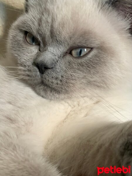 British Shorthair, Kedi  Leo fotoğrafı