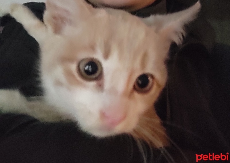 Sarman, Kedi  Turşu fotoğrafı