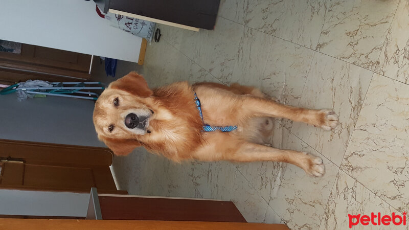 Golden Retriever, Köpek  Odin fotoğrafı