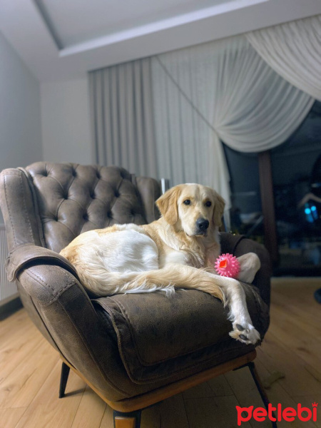 Golden Retriever, Köpek  LOKUM fotoğrafı