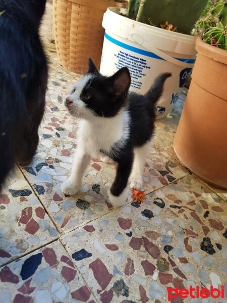 Tuxedo (Smokin) Kedi, Kedi  Downkedipu fotoğrafı