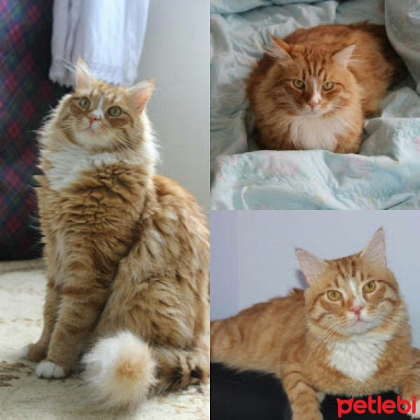 Norwegian Forest, Kedi  Behlül fotoğrafı