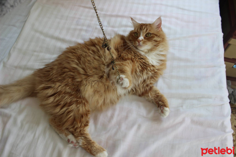 Norwegian Forest, Kedi  Behlül fotoğrafı